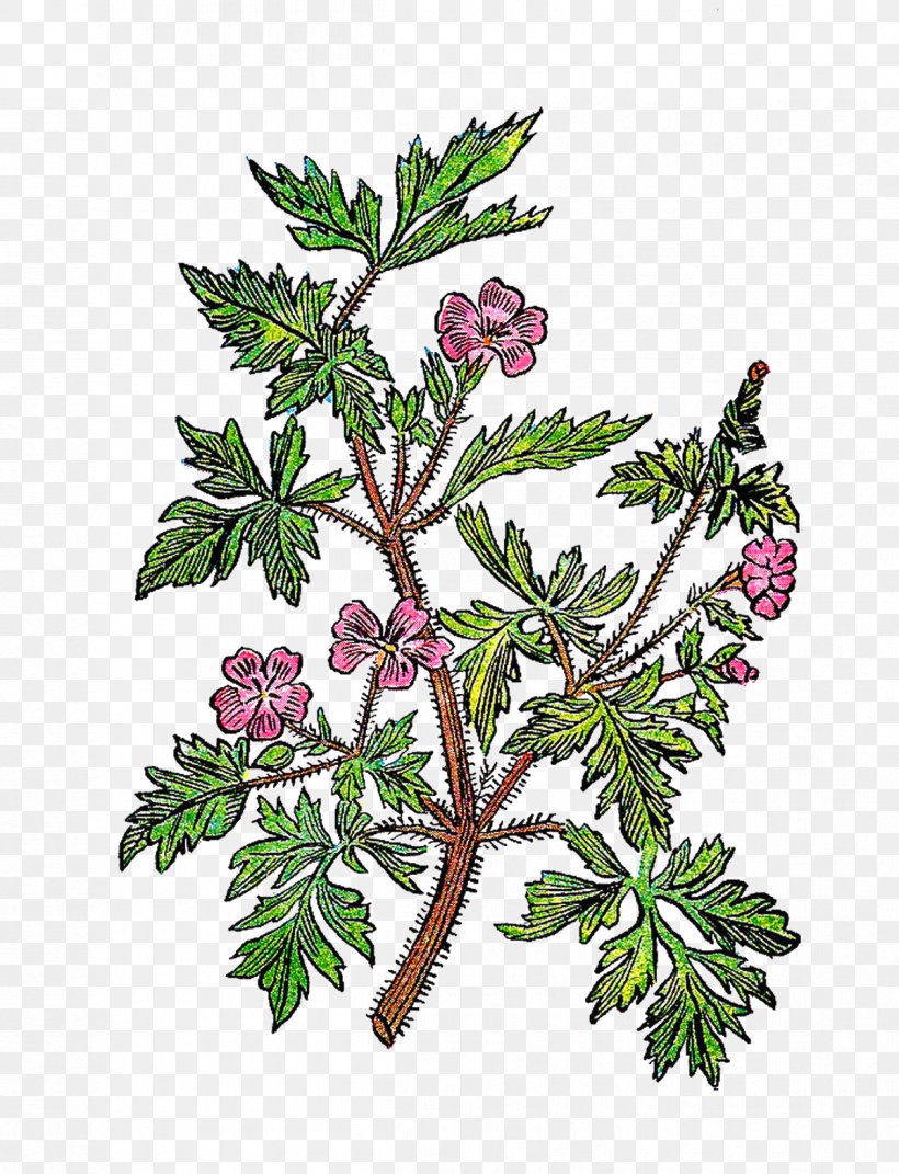 Twig Plant Stem Leaf Tree Botanical Illustration, PNG, 1198x1565px, Twig, Botanical Illustration, Botany, Branch, Flowering Plant Download Free