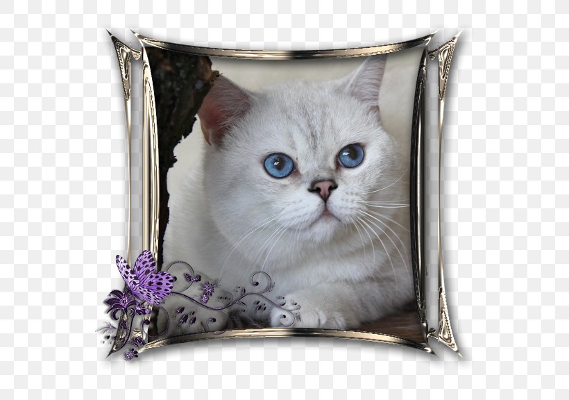 Whiskers Kitten Domestic Short-haired Cat Cushion, PNG, 576x576px, Whiskers, Cat, Cat Like Mammal, Cushion, Domestic Short Haired Cat Download Free
