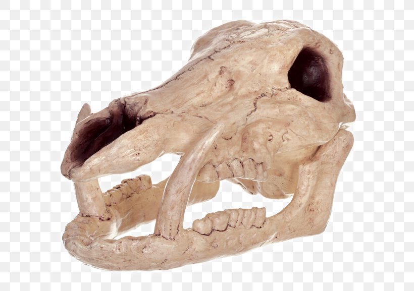Wild Boar Halloween Skull Costume Skeleton, PNG, 650x577px, Wild Boar, Bone, Corsicosardinian Wild Pig, Costume, Game Download Free
