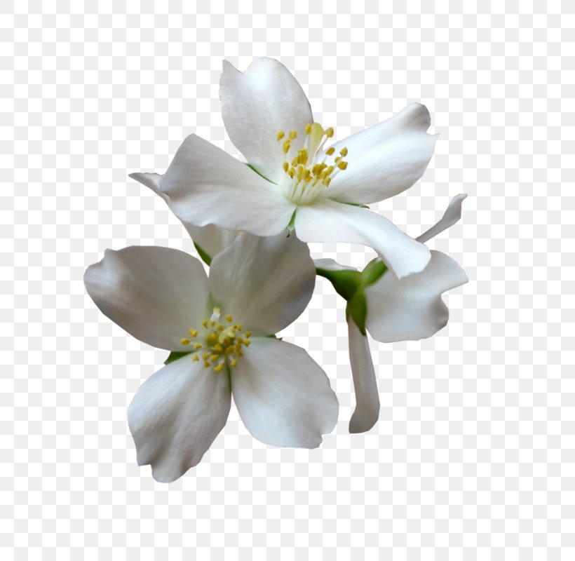 Magnolia Family Petal Cut Flowers, PNG, 800x800px, Magnolia Family, Blossom, Cut Flowers, Flower, Flowering Plant Download Free