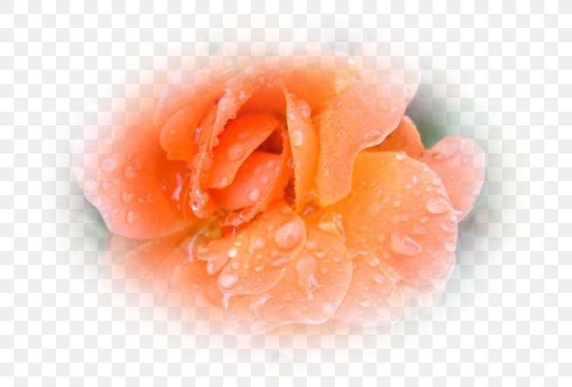 Close-up, PNG, 740x555px, Closeup, Orange, Peach, Petal, Rose Download Free