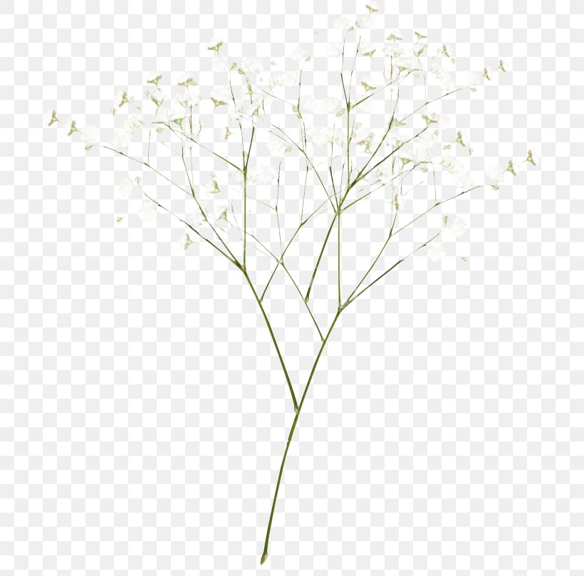 Family Tree Background, PNG, 700x809px, Twig, Botany, Branch, Flower, Flowering Plant Download Free