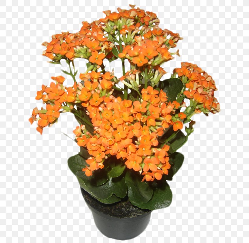 Cut Flowers Houseplant Flowerpot, PNG, 653x800px, Cut Flowers, Alstroemeriaceae, Annual Plant, Company, Flower Download Free