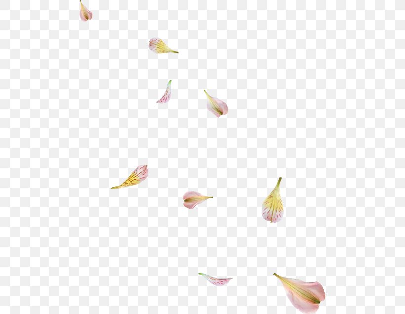 Petal Flower Leaf, PNG, 500x636px, Petal, Blog, Branch, Color, Drawing Download Free