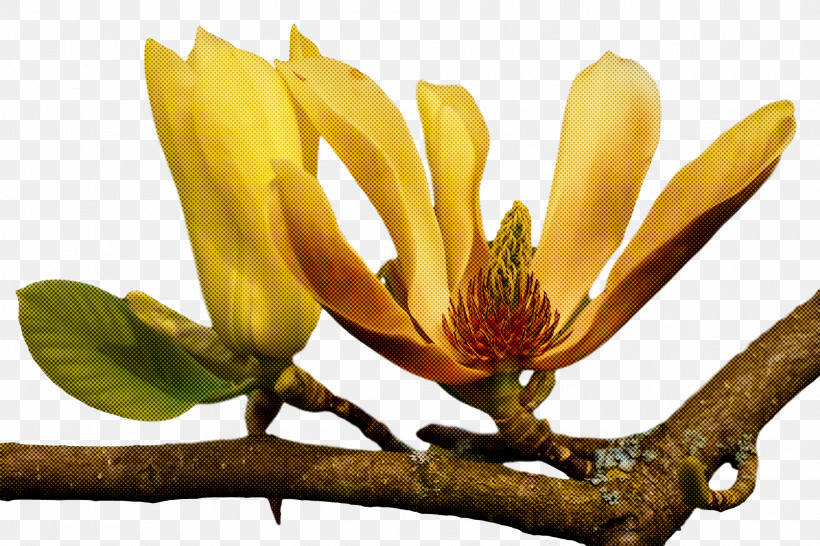 Spring Flower Spring Floral Flowers, PNG, 1920x1280px, Spring Flower, Branch, Bud, Flower, Flowers Download Free