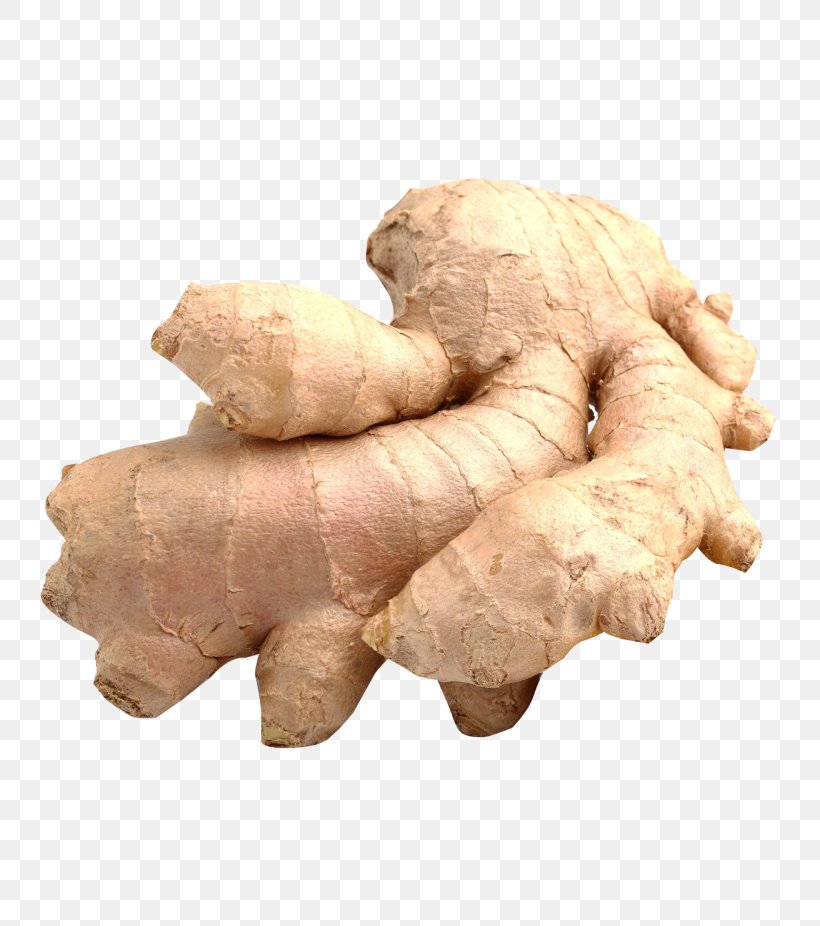 Android Gingerbread, PNG, 800x926px, Ginger, Android Gingerbread, Food, Galangal, Gingerbread Download Free