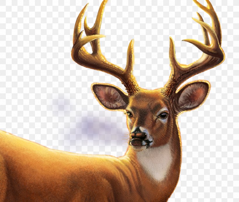 Big Buck Hunter Arcade Video Game Elk Game Mill Entertainment, PNG, 848x717px, Big Buck Hunter, Antler, Arcade Game, Big Hero 6, Deer Download Free