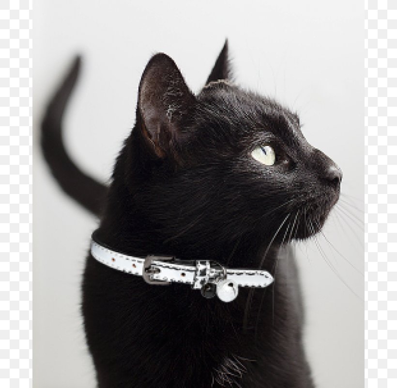 Black Cat Bombay Cat Domestic Short-haired Cat Collar Whiskers, PNG, 800x800px, Black Cat, Black, Bombay, Bombay Cat, Breed Download Free