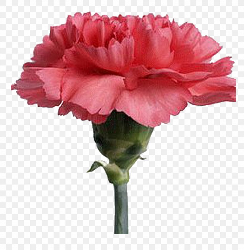 Carnation Cut Flowers Plant Hydroponics, PNG, 907x930px, Carnation, Annual Plant, Artificial Flower, Cut Flowers, Dianthus Download Free