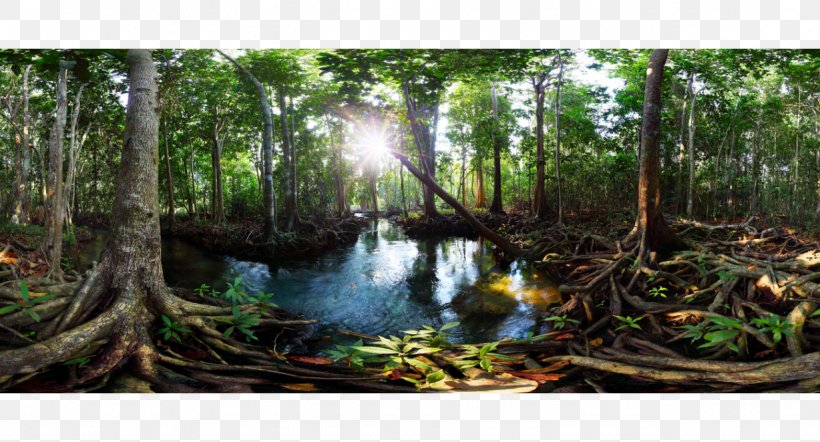 Tha Pom Klong Song Nam Freshwater Swamp Forest Peat Swamp Forest Mangrove, PNG, 1228x662px, Freshwater Swamp Forest, Bayou, Bog, Ecosystem, Forest Download Free