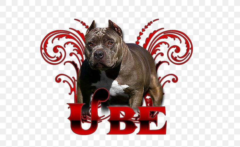 Dog Breed American Pit Bull Terrier, PNG, 670x503px, Dog Breed, American Pit Bull Terrier, Breed, Bull, Bull Terrier Download Free