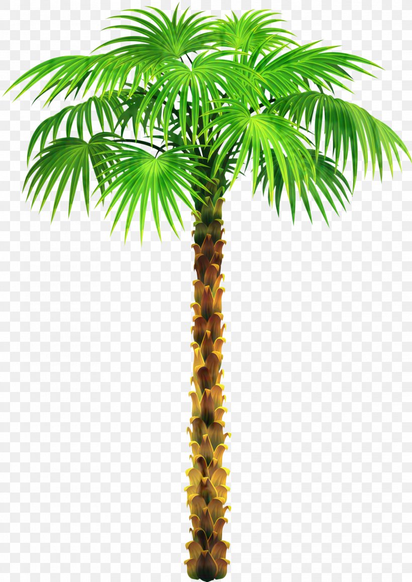Palm Trees Clip Art Coconut, PNG, 2123x3000px, Palm Trees, Arecales, Asian Palmyra Palm, Attalea Speciosa, Borassus Flabellifer Download Free