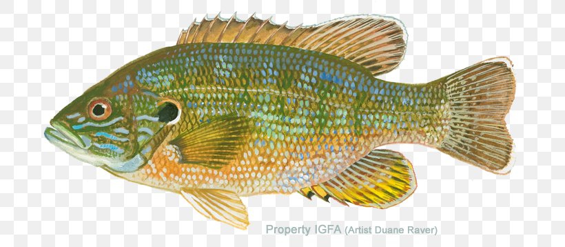 Tilapia Northern Red Snapper Perch Freshwater Aquarium Marine Biology, PNG, 720x358px, Tilapia, Aquarium, Biology, Bony Fish, Common Rudd Download Free