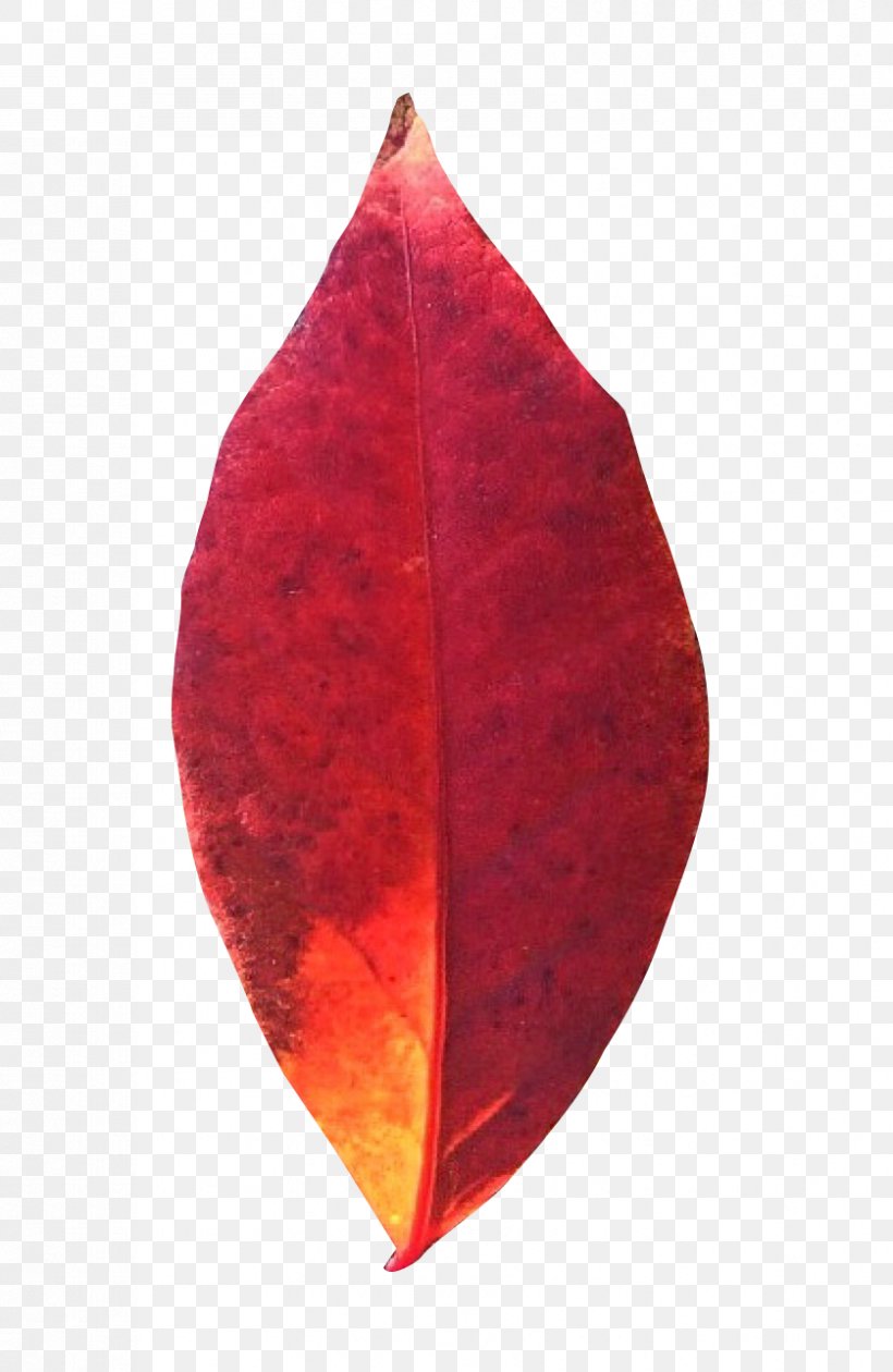 Autumn Leaves Leaf, PNG, 838x1288px, Leaf, Autumn, Autumn Leaves, Green, Maple Leaf Download Free