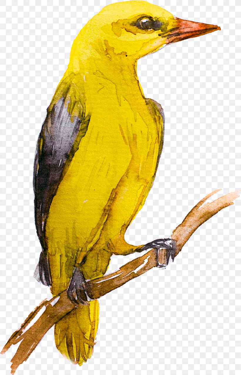 Bird Eurasian Golden Oriole Yellow Cafe Old World Oriole, PNG, 1610x2508px, Bird, Animal, Beak, Birdwatching, Cafe Download Free