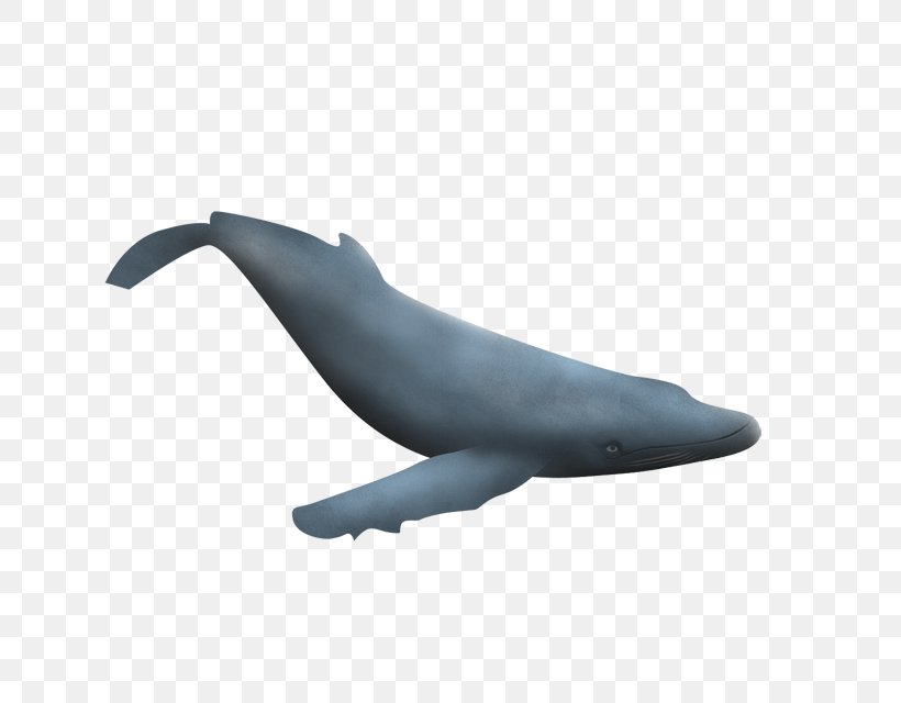Common Bottlenose Dolphin Tucuxi Wholphin Sea Lion, PNG, 640x640px, Common Bottlenose Dolphin, Bottlenose Dolphin, Dolphin, Fin, Lion Download Free