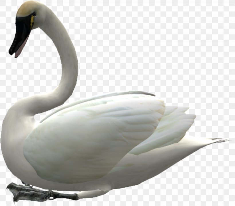 Cygnini Swan Goose Bird Duck, PNG, 3556x3116px, Cygnini, Beak, Bird, Domestic Goose, Duck Download Free