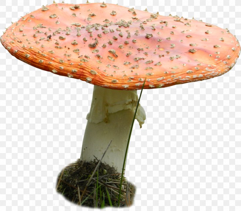 Edible Mushroom Agaric Medicinal Fungi Medicine, PNG, 955x836px, Edible Mushroom, Agaric, Fungus, Medicinal Fungi, Medicinal Mushroom Download Free