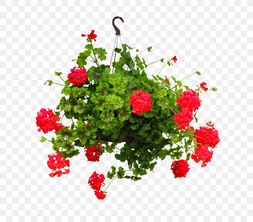 Garden Roses Hanging Basket Cut Flowers Flowerpot, PNG, 800x720px, Garden Roses, Annual Plant, Basket, Carnation, Cut Flowers Download Free