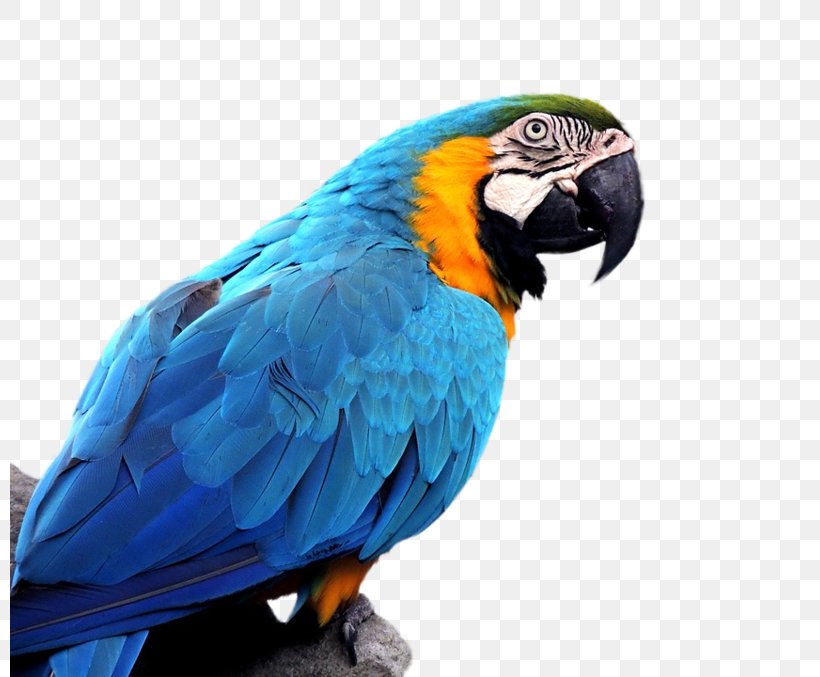 Parrot Bird Budgerigar Blue-and-yellow Macaw Hyacinth Macaw, PNG, 800x677px, Parrot, Anodorhynchus, Beak, Bird, Blueandyellow Macaw Download Free