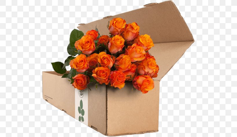 Garden Roses Flower Orange Blue Rose, PNG, 530x474px, Garden Roses, Artificial Flower, Begonia, Black Rose, Blue Rose Download Free