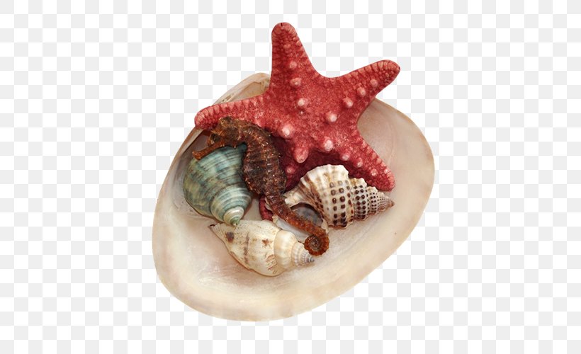 Clip Art, PNG, 500x500px, Starfish, Cockle, Conch, Conchology, Invertebrate Download Free