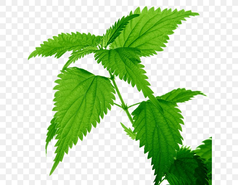 Common Nettle Medicinal Plants Leaf Food, PNG, 641x637px, Common Nettle, Calendula Officinalis, Dermatitis, Dioecy, Extract Download Free