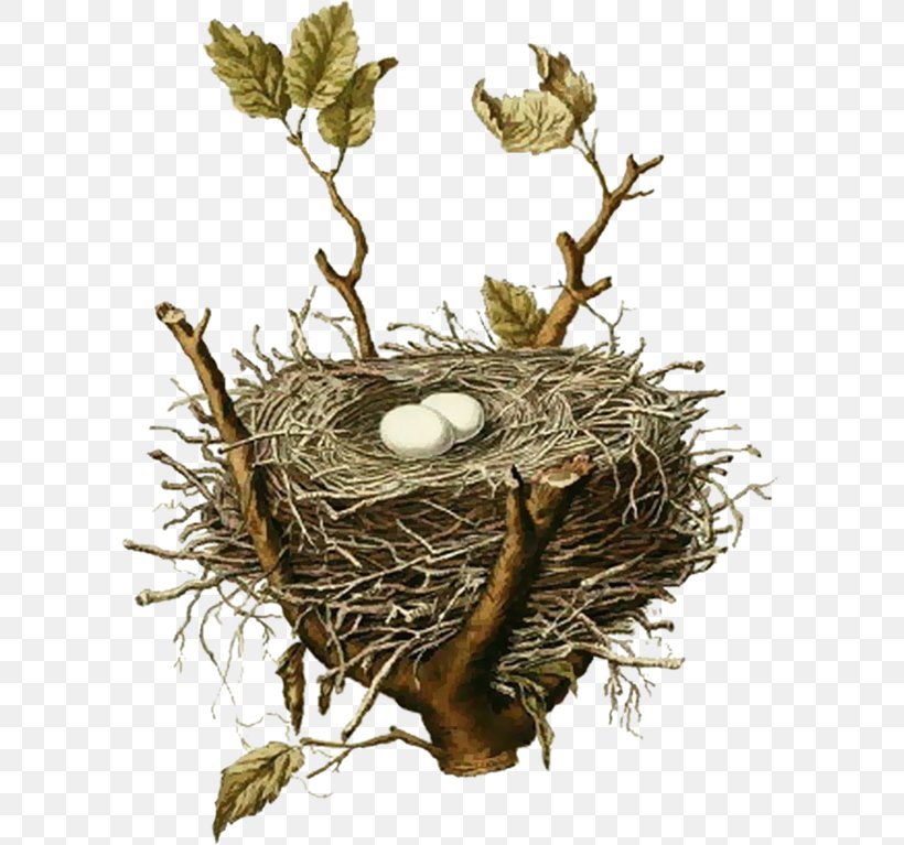 Edible Bird's Nest Bird Nest House Sparrow, PNG, 600x767px, Bird, American Robin, Bird Egg, Bird Nest, Branch Download Free
