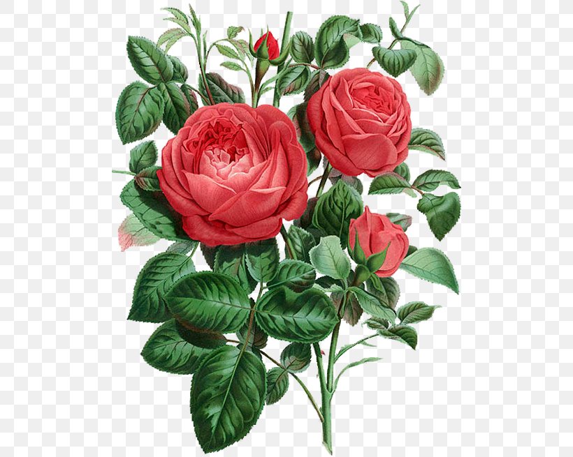 Garden Roses Cabbage Rose Floribunda Botanical Illustration Botany, PNG, 500x655px, Garden Roses, Annual Plant, Art, Artificial Flower, Botanical Illustration Download Free