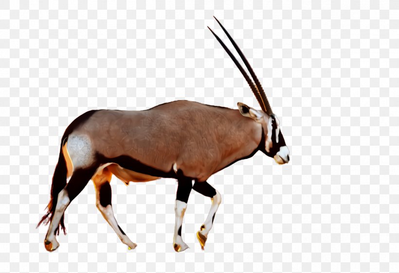 Gemsbok Oryx Antelope Wildlife Horn, PNG, 2416x1656px, Gemsbok, Antelope, Cowgoat Family, Horn, Oryx Download Free