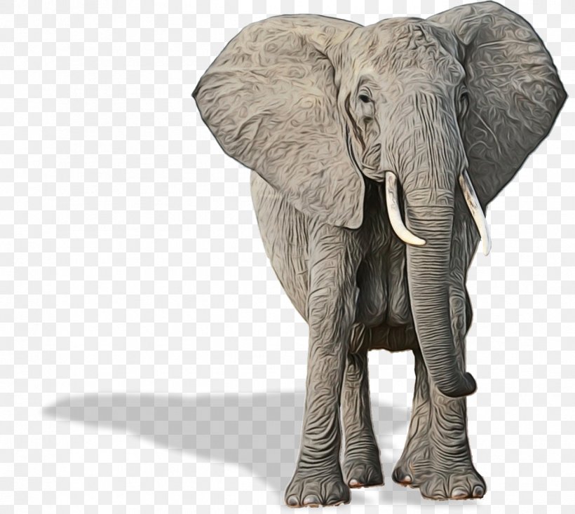 Indian Elephant African Elephant Poaching, PNG, 1272x1138px, Indian Elephant, Africa, African Elephant, Animal, Animal Figure Download Free