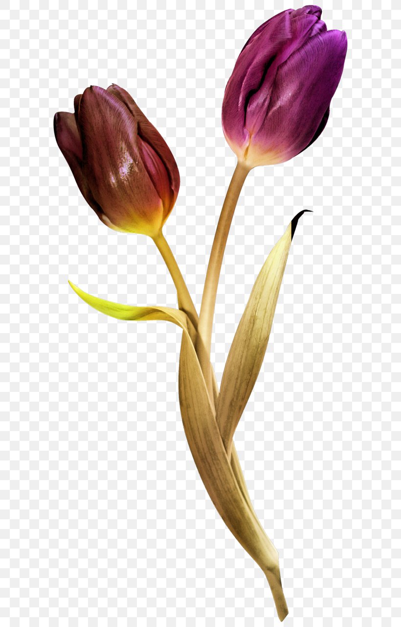 Tulip Cut Flowers Blume, PNG, 622x1280px, Tulip, Advertising, Blume, Bud, Color Download Free