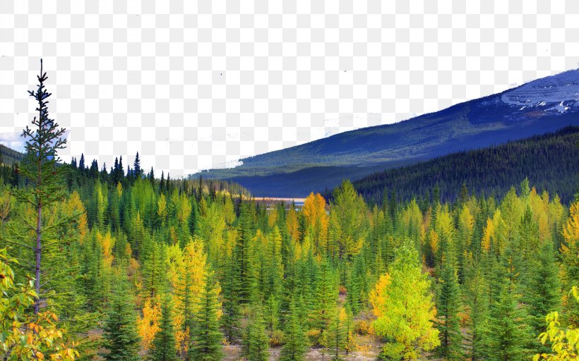 Canada Canvas Poster Display Resolution Wallpaper, PNG, 2560x1600px, Canada, Autumn, Biome, Canvas, Display Resolution Download Free