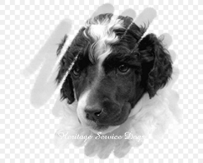 English Springer Spaniel Boykin Spaniel Stabyhoun Puppy Dog Breed, PNG, 691x658px, English Springer Spaniel, Black And White, Boykin Spaniel, Breed, Carnivoran Download Free