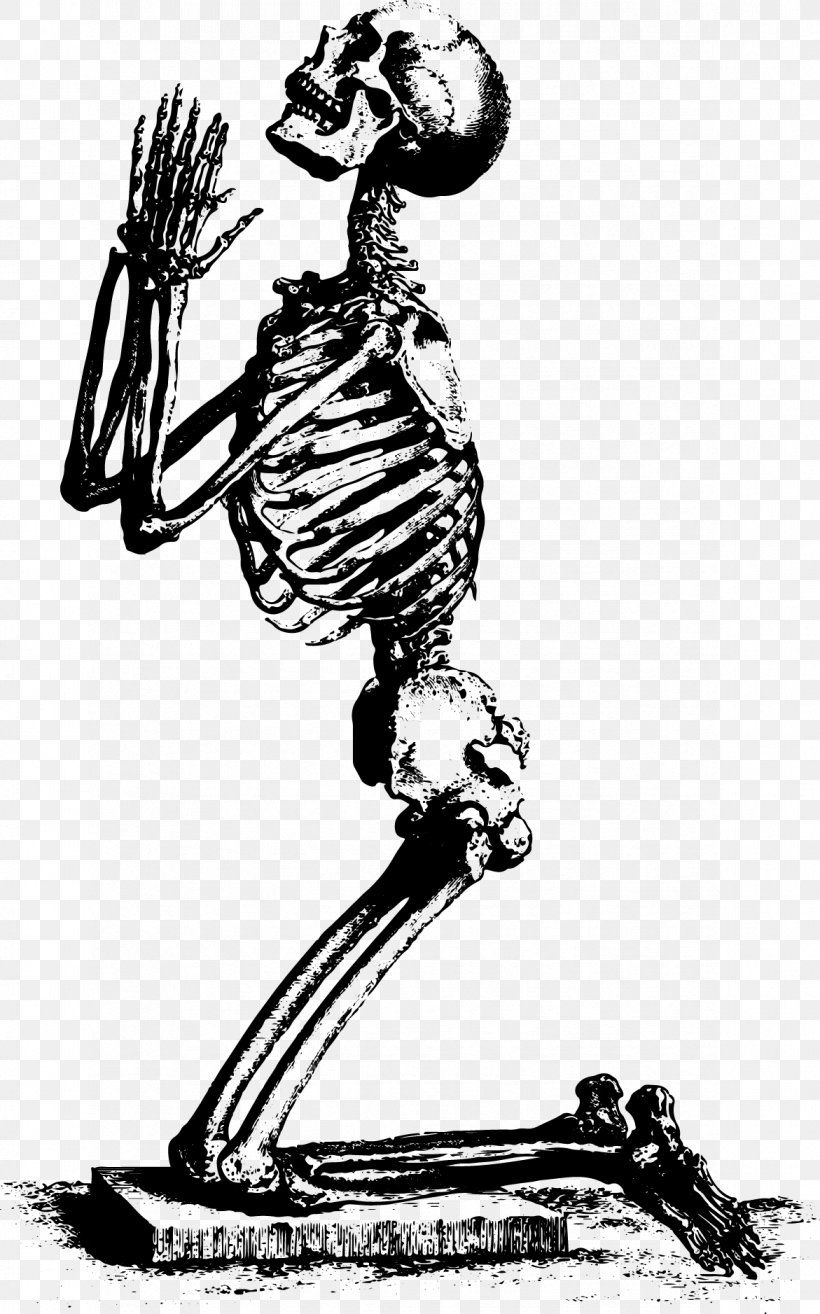 Human Skeleton Radius Prayer Ulna, PNG, 1171x1877px, Human Skeleton, Appendicular Skeleton, Art, Axial Skeleton, Bird Download Free