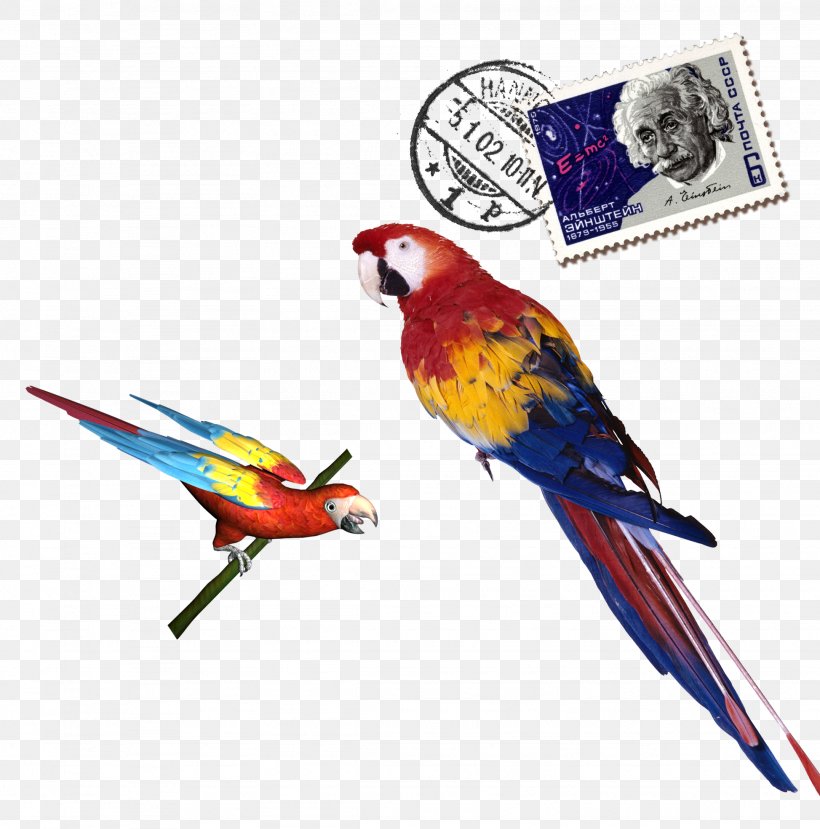 Parrot Download, PNG, 1947x1969px, Parrot, Beak, Bird, Color, Common Pet Parakeet Download Free
