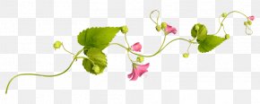 Petal Guestbook Computer Branch Plant Stem PNG