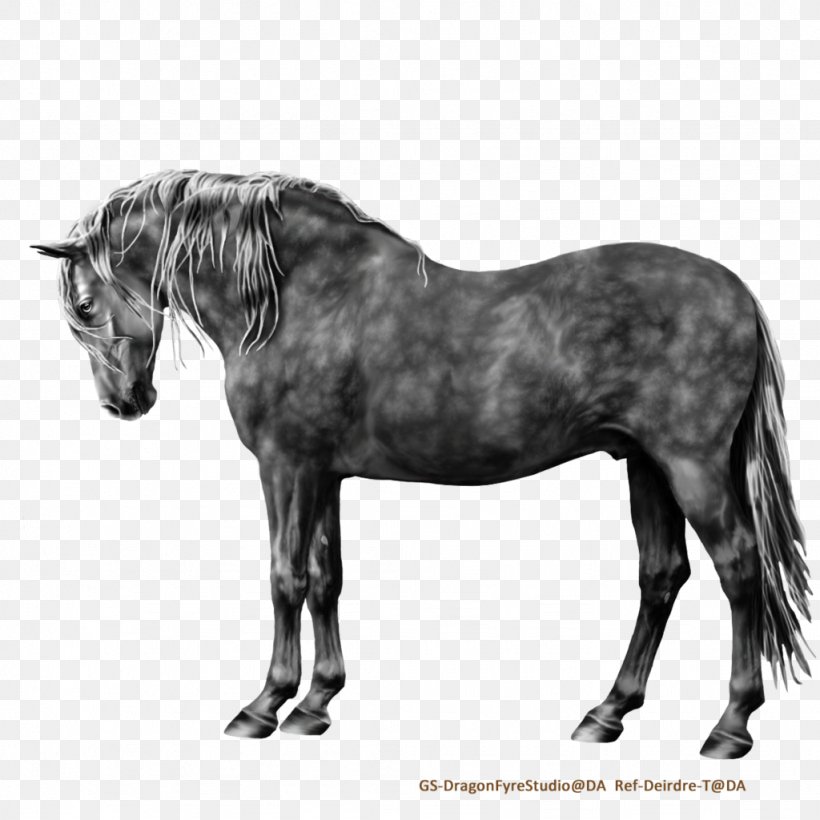 Andalusian Horse Mane Mare Mustang Stallion, PNG, 1024x1024px, Andalusian Horse, Black And White, Bridle, Draft Horse, Foal Download Free