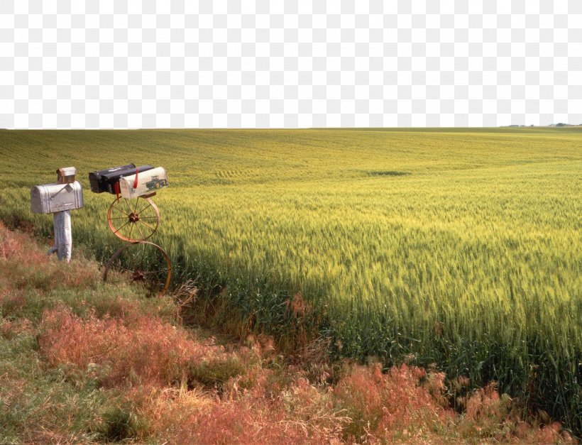 Cereal Stock Photography Wheat, PNG, 1024x784px, Cereal, Agriculture, Commodity, Crop, Designer Download Free