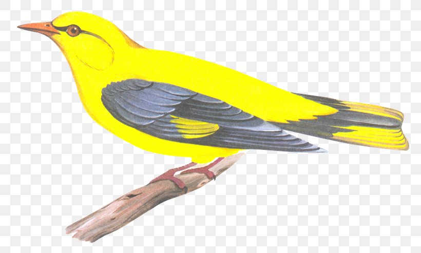 Eurasian Golden Oriole Finch Bird Beak Old World Orioles, PNG, 800x493px, Eurasian Golden Oriole, Beak, Bird, Common Nightingale, Cuckoos Download Free