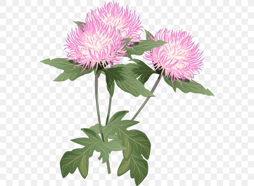 Flower Thistle Clip Art, PNG, 564x600px, Flower, Annual Plant, Aster, Chrysanths, Cut Flowers Download Free