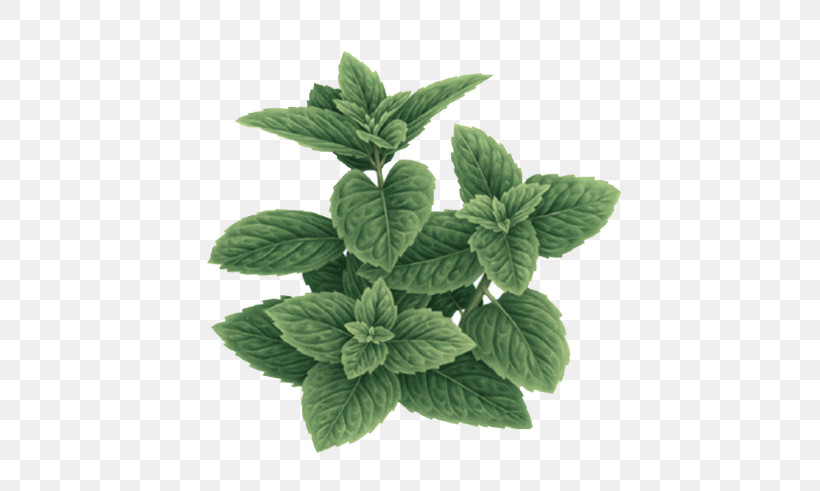 Leaf Plant Flower Herb Mint, PNG, 520x491px, Leaf, Flower, Herb, Mint, Ocimum Tenuiflorum Download Free
