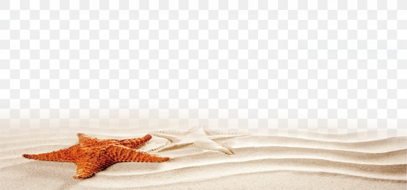 Starfish, PNG, 874x410px, Starfish, Orange Download Free