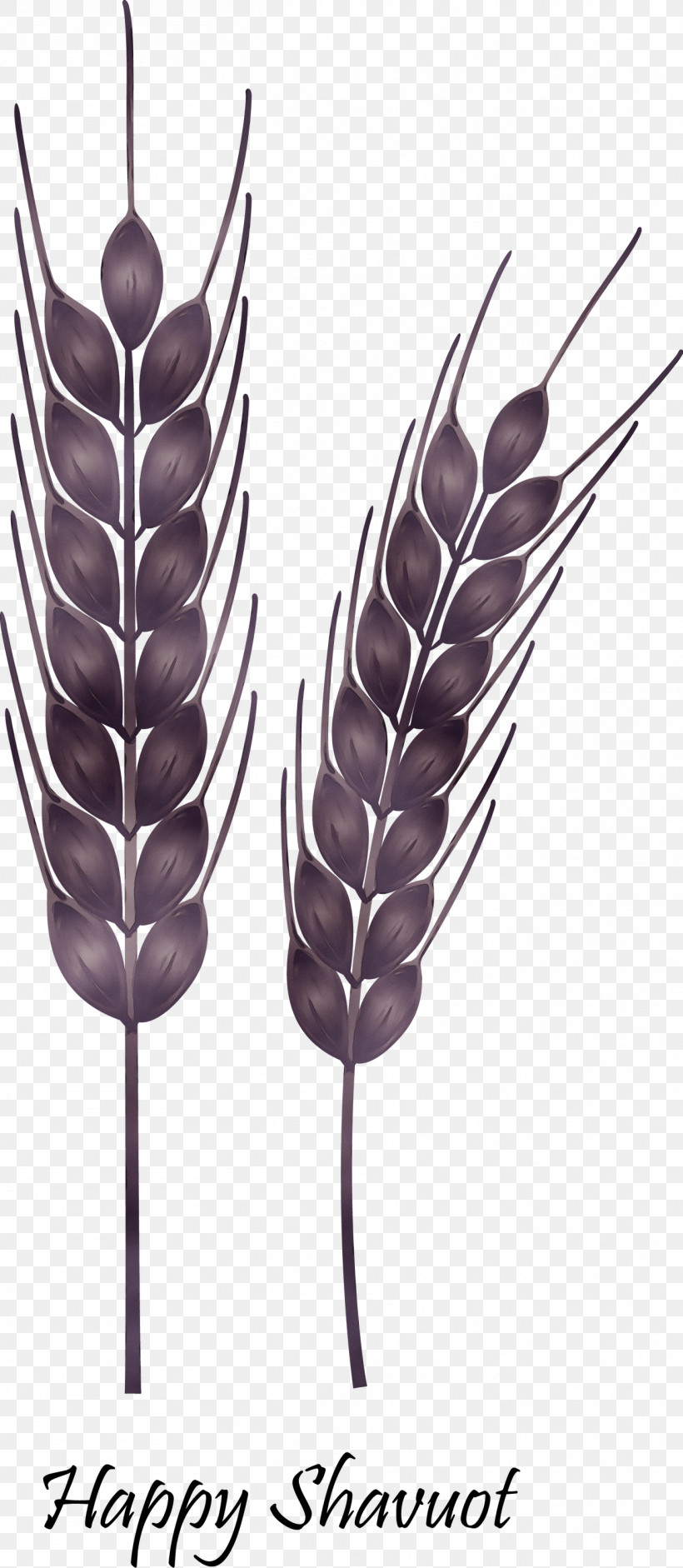 Wheat, PNG, 1307x3000px, Happy Shavuot, Elymus Repens, Feather, Food Grain, Grass Download Free