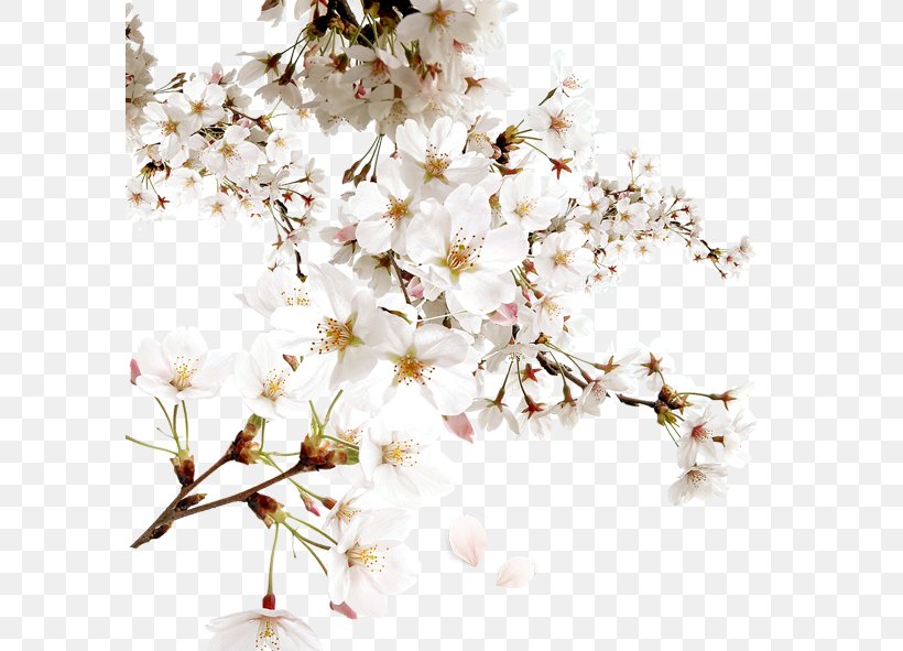White Cherry Blossom Download, PNG, 591x591px, White, Artificial Flower, Blossom, Branch, Cherry Blossom Download Free