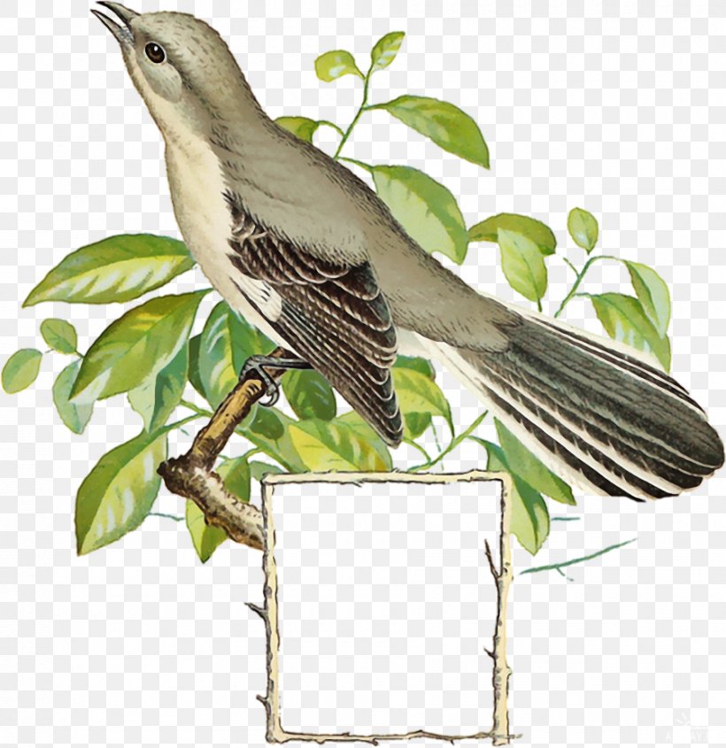 Bird Clip Art Image Watercolor Painting, PNG, 900x928px, Bird, American Sparrows, Animal, Art, Beak Download Free