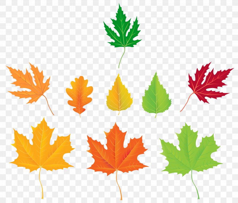 Clip Art, PNG, 6610x5636px, Leaf, Autumn, Autumn Leaf Color, Flowering Plant, Illustration Download Free