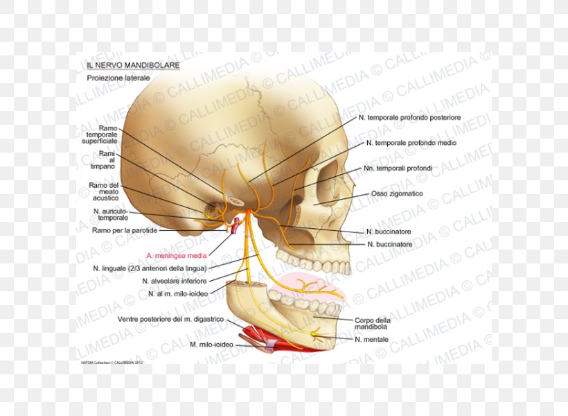 Ear Mandibular Nerve Auriculotemporal Nerve Infraorbital Nerve, PNG, 600x600px, Watercolor, Cartoon, Flower, Frame, Heart Download Free