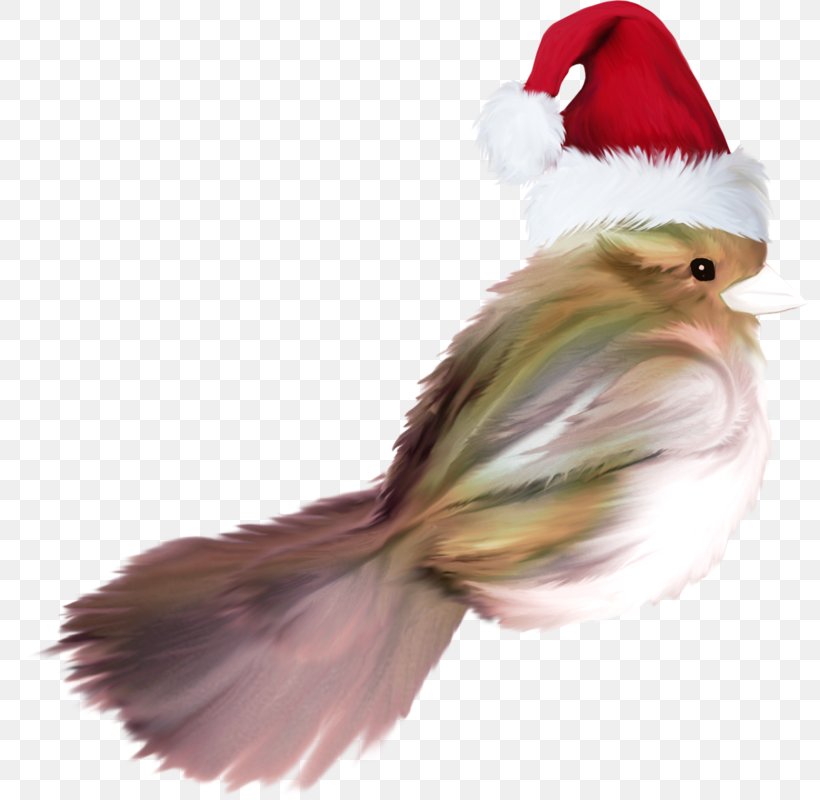 Feather Christmas Ornament Beak Tail, PNG, 798x800px, Feather, Beak, Bird, Chicken, Chicken As Food Download Free