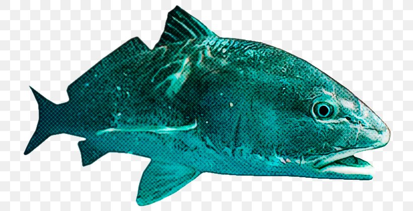 Fish Fish Fin Fish Products Bony-fish, PNG, 778x419px, Fish, Bonyfish, Fin, Fish Products, Rayfinned Fish Download Free